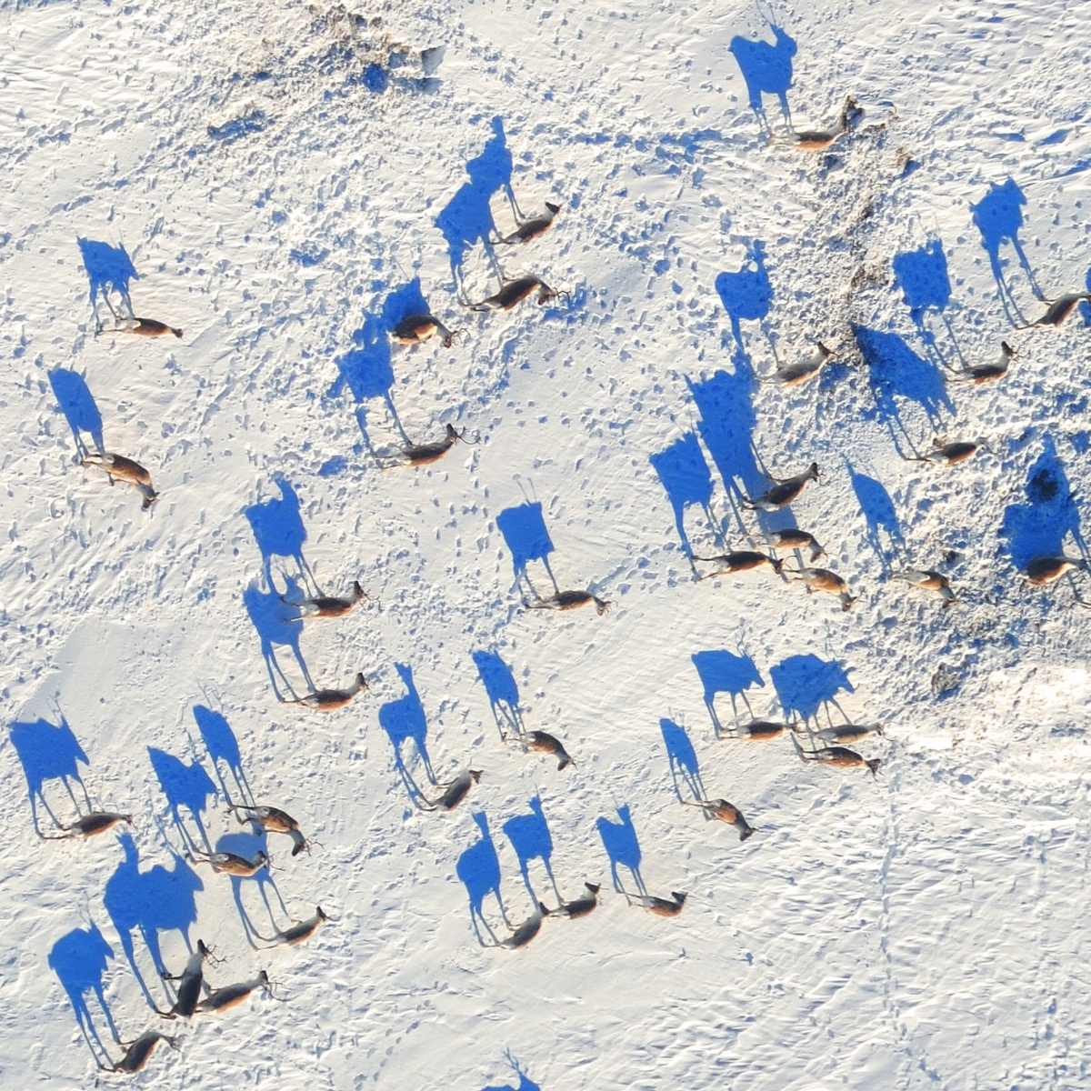 Reindeer Shadows
