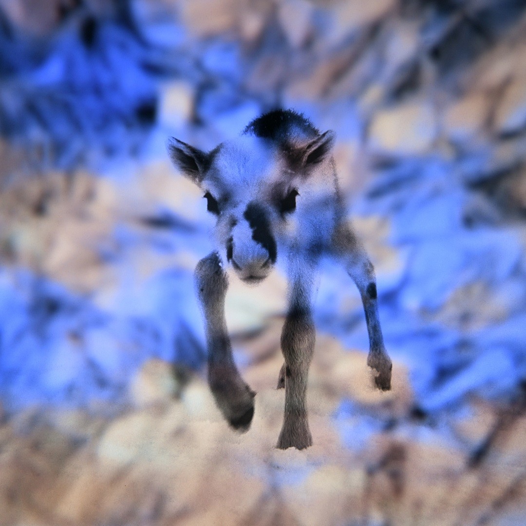 New Born II