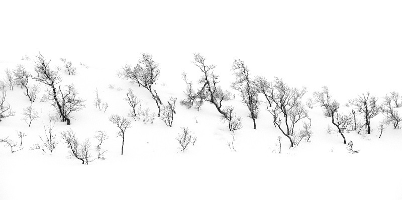 Birches in Winter