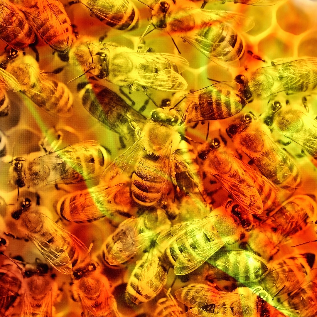 Save the Bees