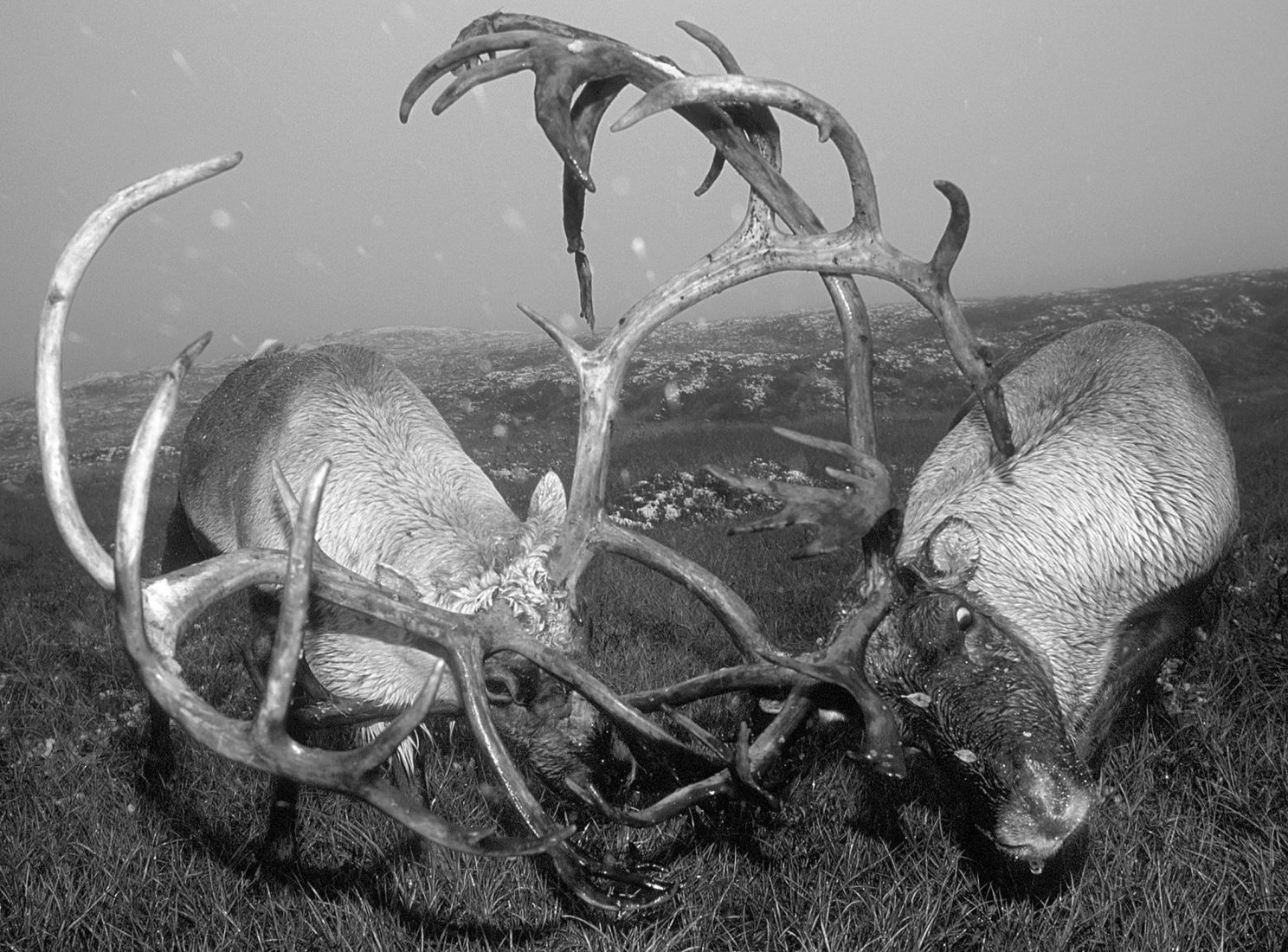 Fighting Reindeer