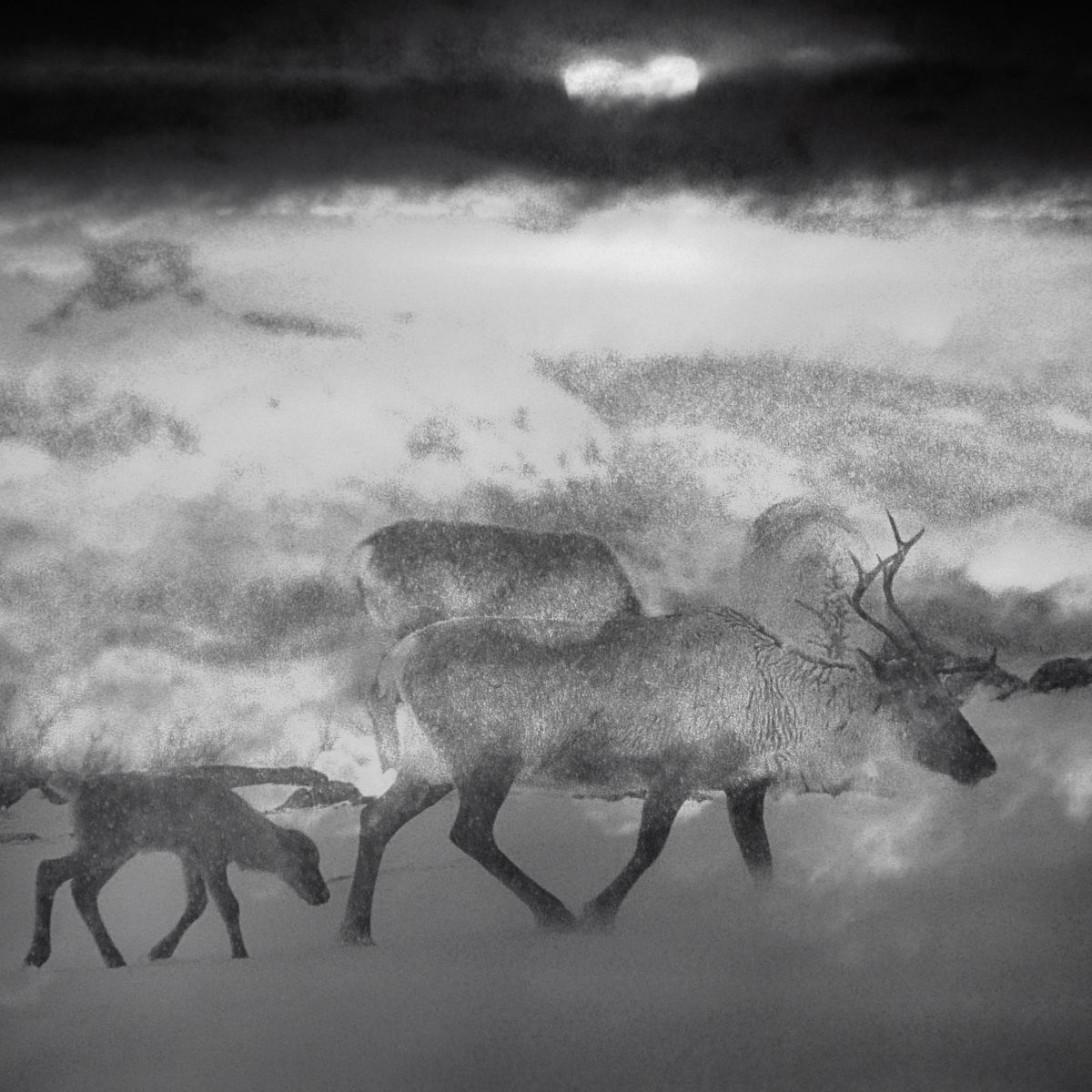 Newborn III