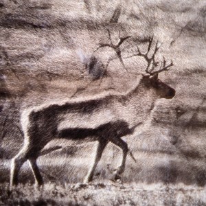 Posing Reindeer