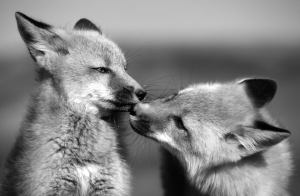 Fox Siblings