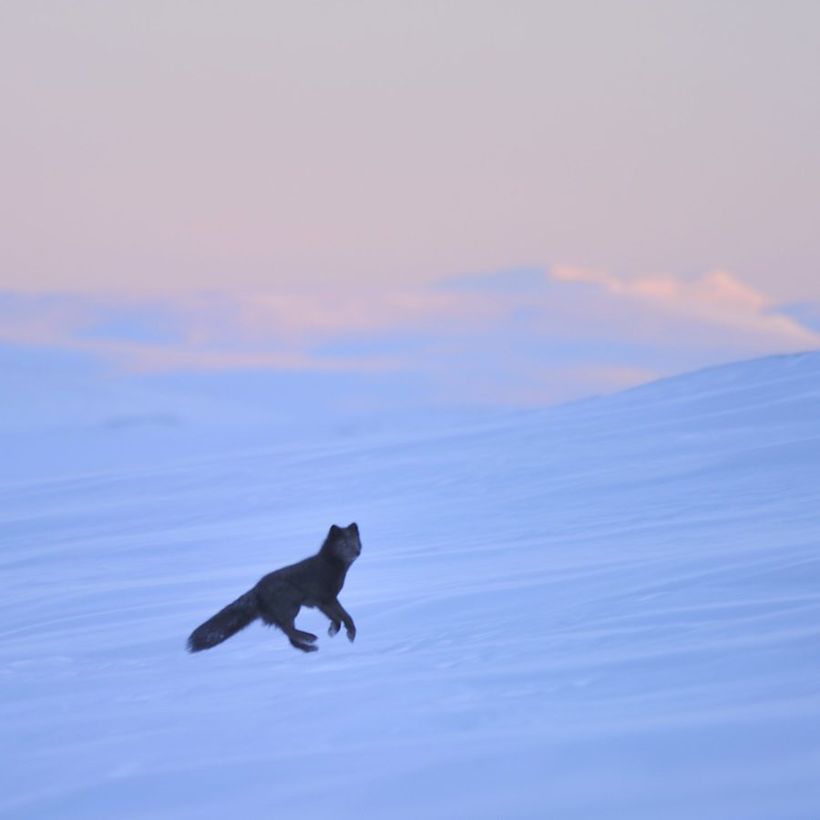 Flying Mountain Fox