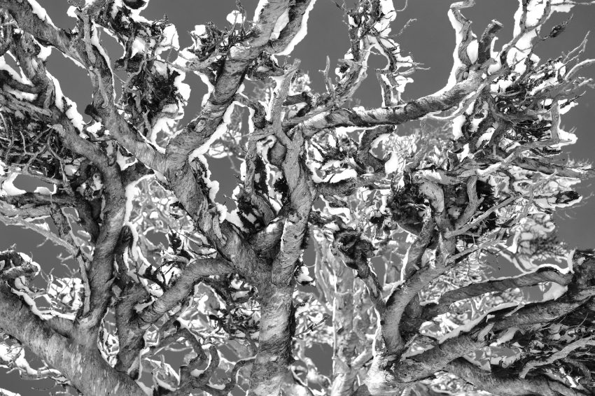 Old tree decorated with snow