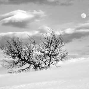 Winter Moon
