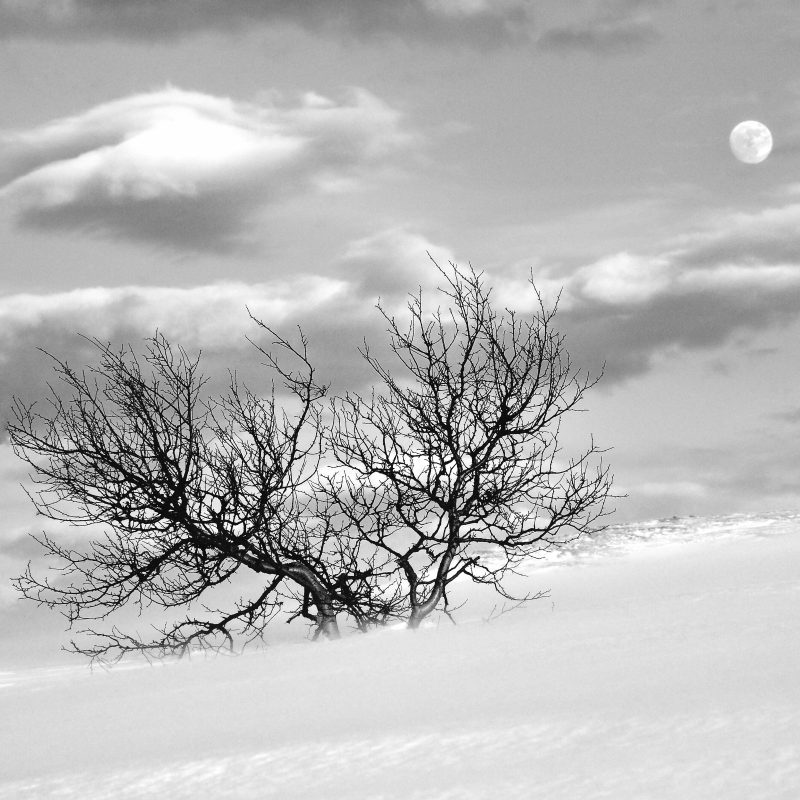Winter Moon