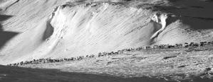 Reindeer in frozen landscape